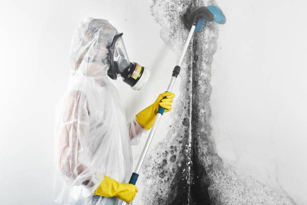 Overland, MO Mold Removal Company